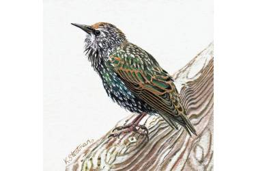 Starling