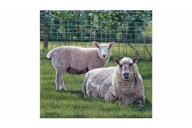 Sheeps