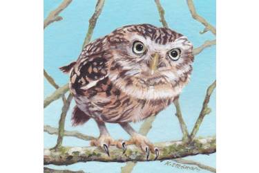 Little Owl