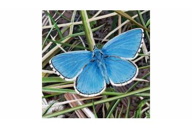 Adonis Blue Butterfly