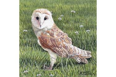 Barn Owl