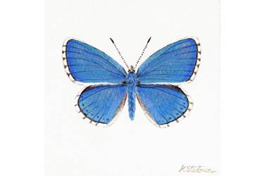 Blue Adonis Butterfly