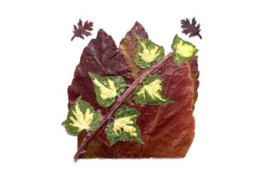Ivy Leaves on Virginia Creeper Leaf