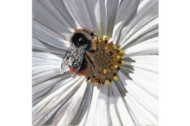 Bumblebee