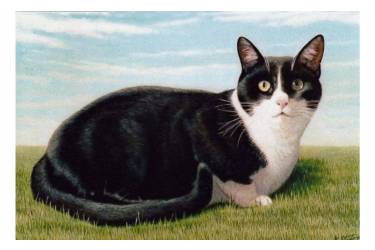 Black & white Cat