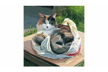 Cat in the Bag