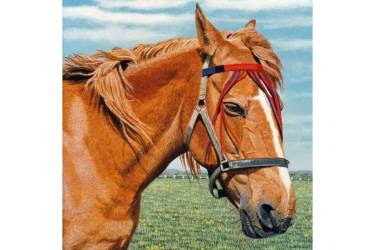 Raystede Rescue Horse
