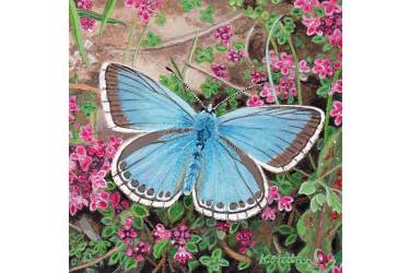 Chalkhill Butterfly