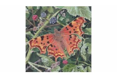 Comma butterfly