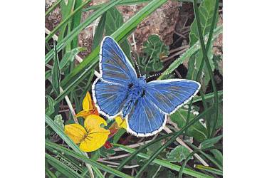 Common blue butterfly