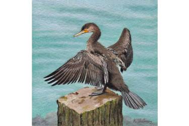 CormorantSold