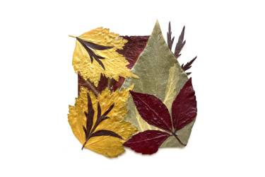 Autumn leaves