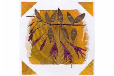 Fuchsia Flowers on Hosta Leaf
