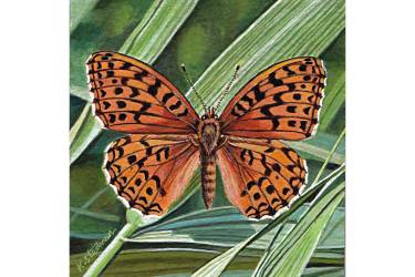 Dark Green Fritillary