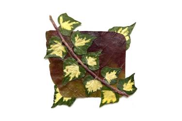 Ivy on Virginia Leaf