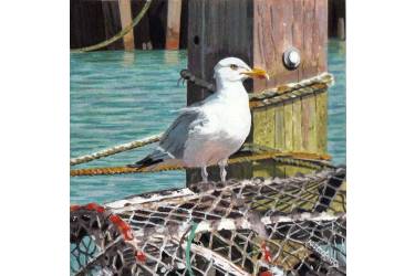 Herring Gull
