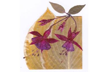 Fuchsia Flowers on Hosta leaf