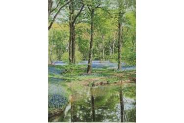 Bluebell Wood near Arlington