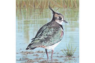 Lapwing