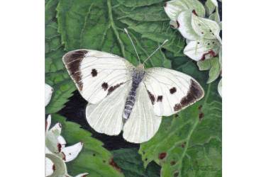 Large White butterfly
