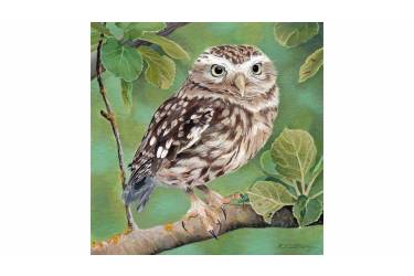 Little Owl 