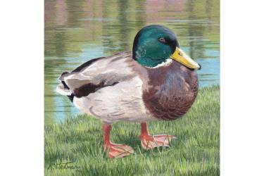 Mallard Duck