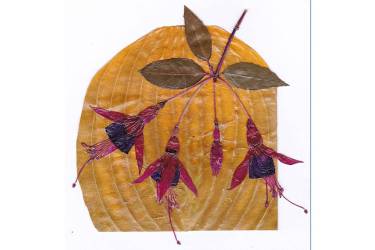 Fuchsia Flowers on Hosta Leaf