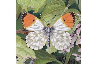 Orange tip Butterfly