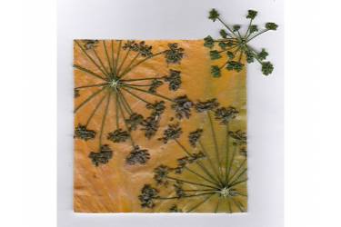 Parsley Flower on Hosta Leaf, Sold