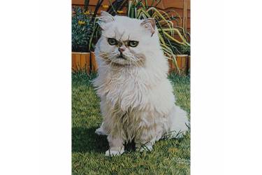 Persian Cat