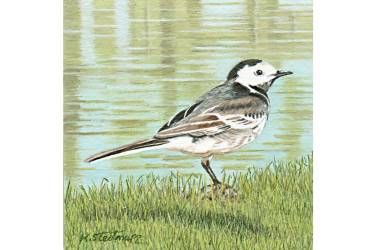 Pied Wagtail