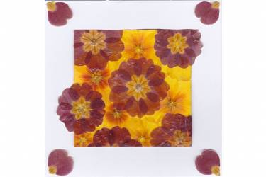 Primroses