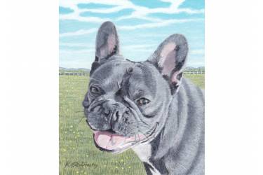 Ralph The French Bulldog
