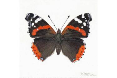 Red Admiral Butterfly