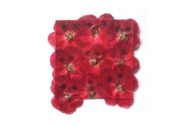 Pelargonium Flowers