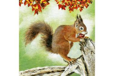 Red Squirrel With Nut