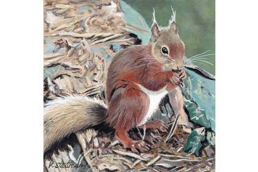 Red Squirrel
