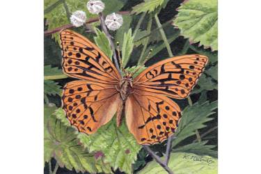 Silver Washed Fritillary