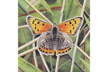 Small Copper