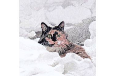 Snow Cat