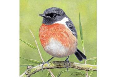 Stonechat