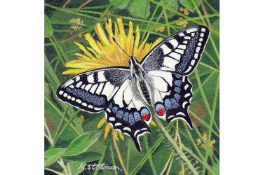Swallowtail Butterfly