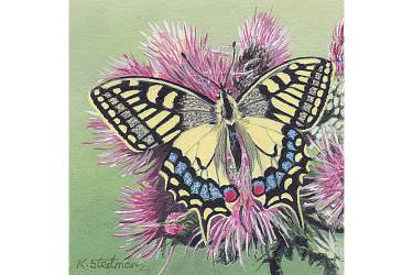 Swallowtail butterfly