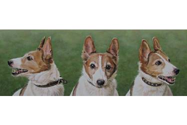 The Three Faces of Charlie the Jack Russell