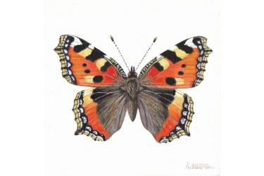 Tortoiseshell Butterfly