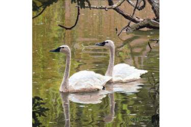 Trumpeter Swans