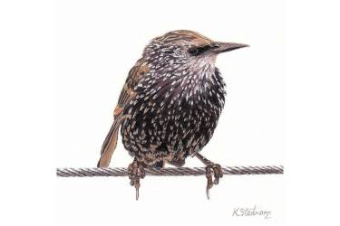 Young Starling