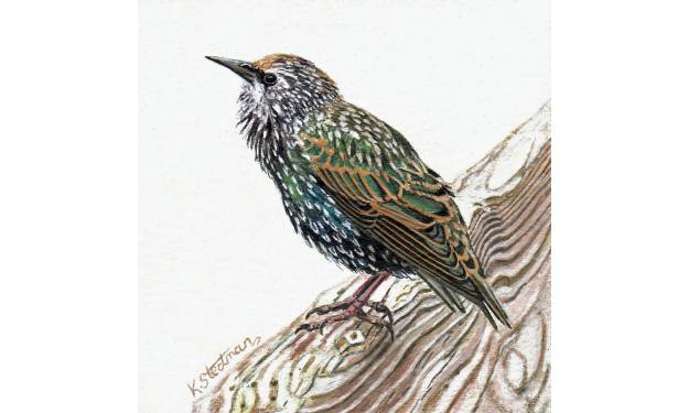 Starling