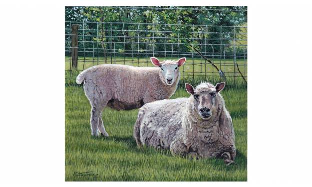 Sheeps