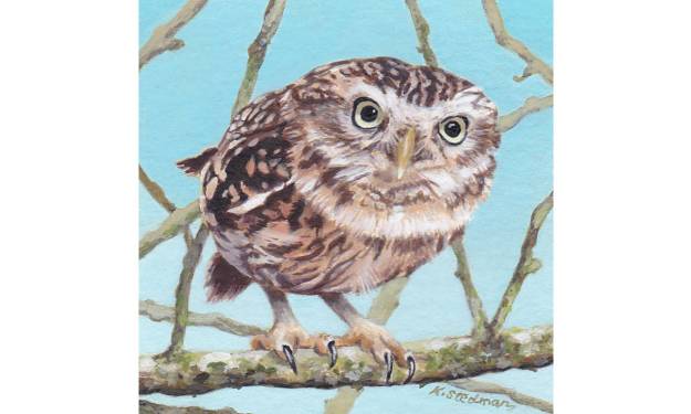 Little Owl